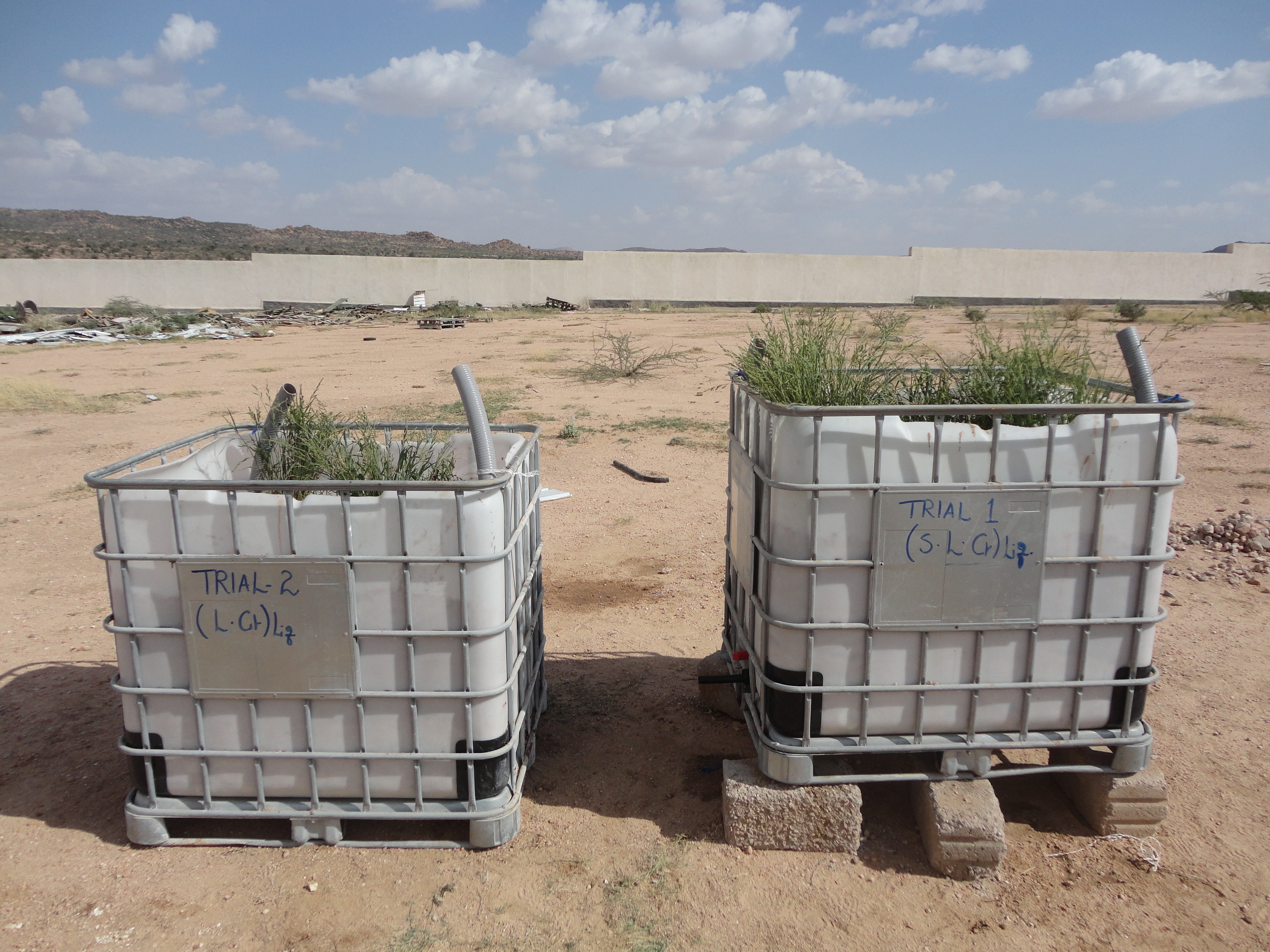 Reed beds tested in Berbera tannery
